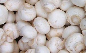 mushroom