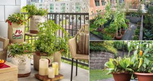Houseplants